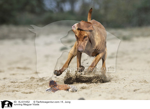 running Magyar Vizsla / KJ-01452