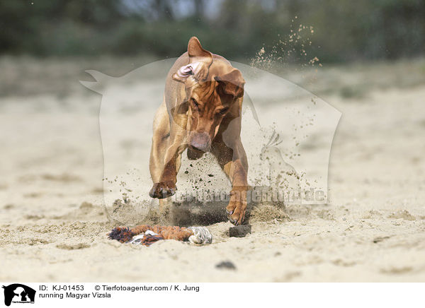 running Magyar Vizsla / KJ-01453