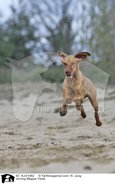 running Magyar Vizsla / KJ-01462