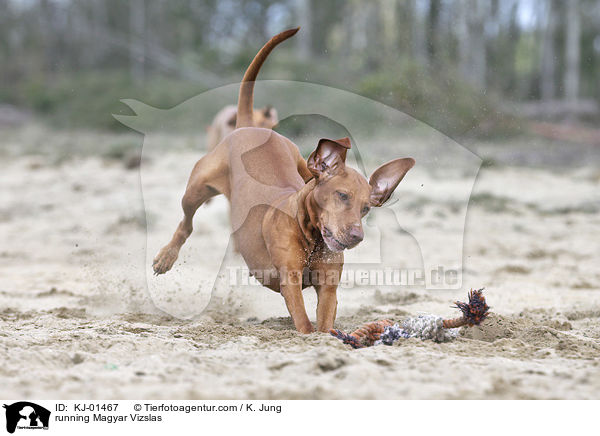 running Magyar Vizslas / KJ-01467