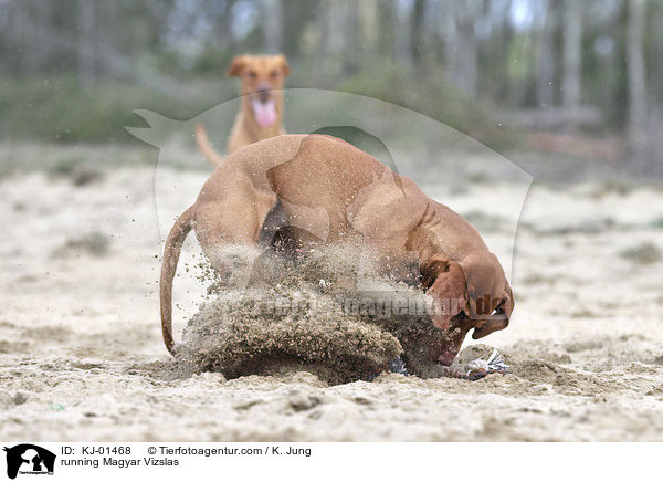 running Magyar Vizslas / KJ-01468