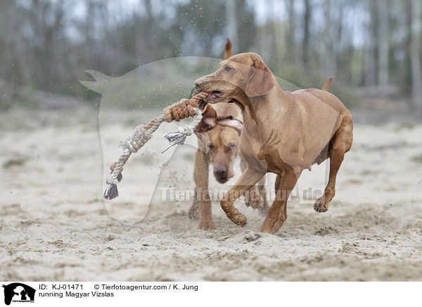 running Magyar Vizslas / KJ-01471