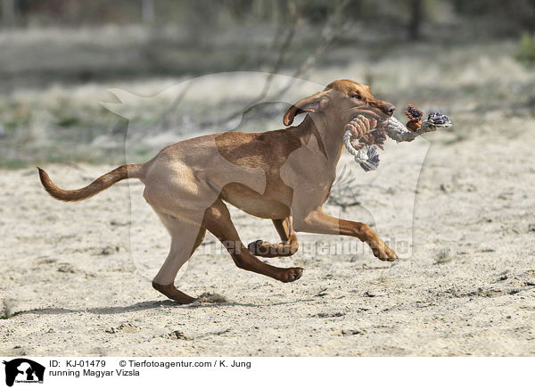 running Magyar Vizsla / KJ-01479