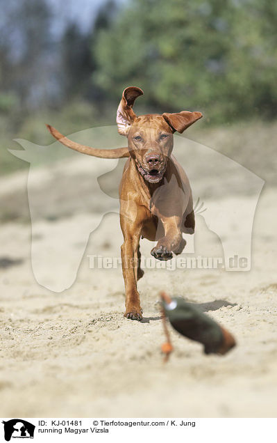 running Magyar Vizsla / KJ-01481