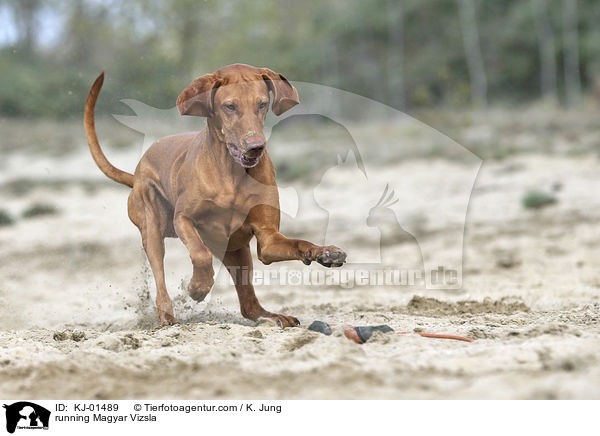 rennender Magyar Vizsla / running Magyar Vizsla / KJ-01489