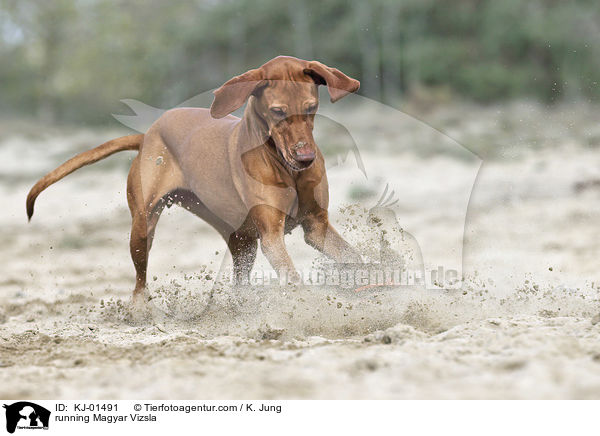 running Magyar Vizsla / KJ-01491