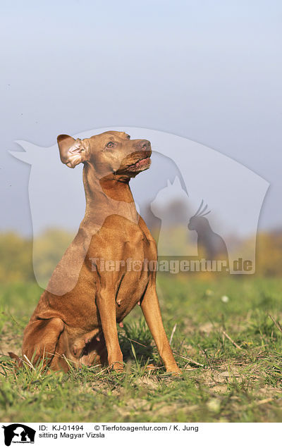 sitting Magyar Vizsla / KJ-01494