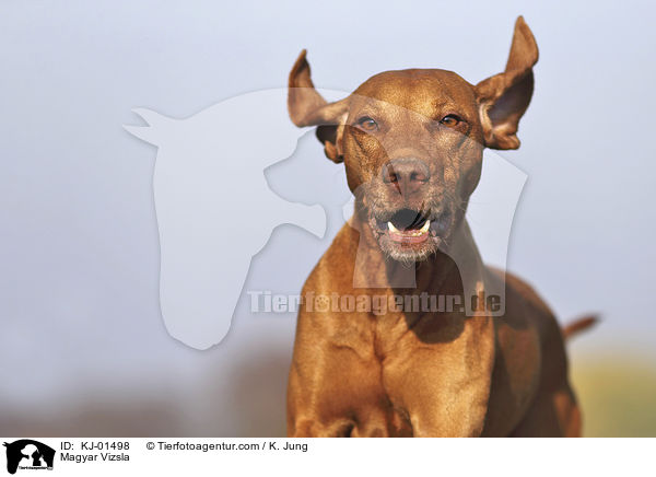 Magyar Vizsla / KJ-01498