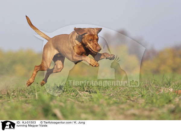 running Magyar Vizsla / KJ-01503