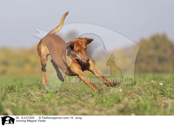 running Magyar Vizsla / KJ-01504