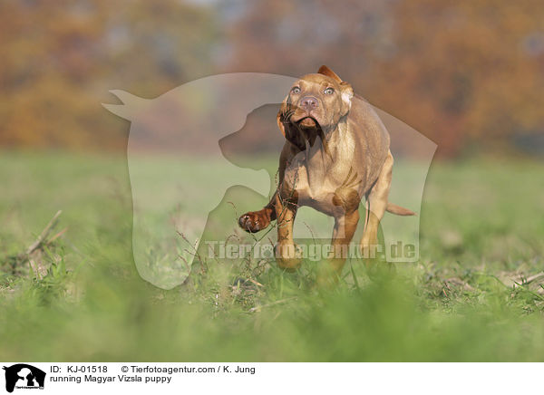 running Magyar Vizsla puppy / KJ-01518