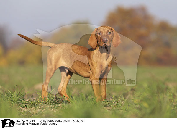 standing Magyar Vizsla puppy / KJ-01524