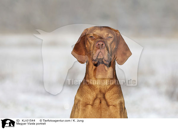 Magyar Vizsla portrait / KJ-01544