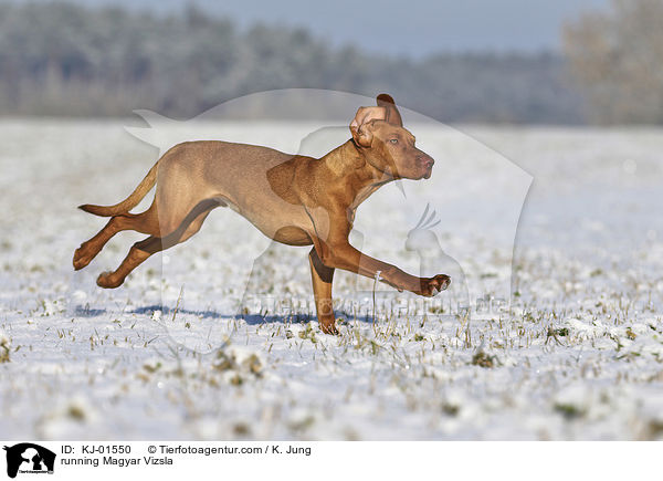 running Magyar Vizsla / KJ-01550