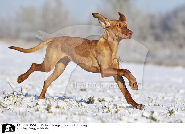 rennender Magyar Vizsla / running Magyar Vizsla / KJ-01554
