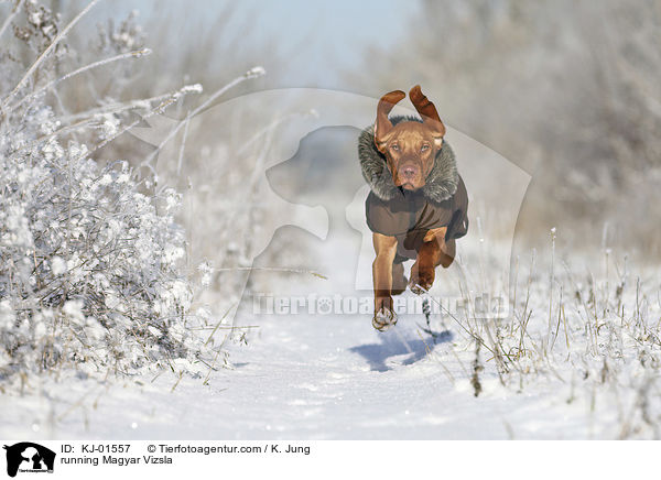 running Magyar Vizsla / KJ-01557