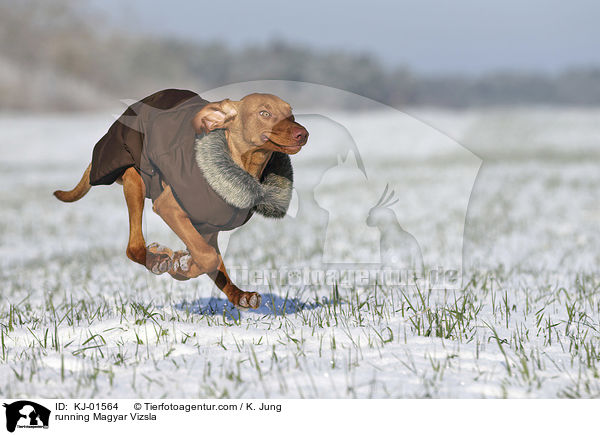 running Magyar Vizsla / KJ-01564