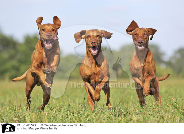 running Magyar Vizsla family / KJ-01577