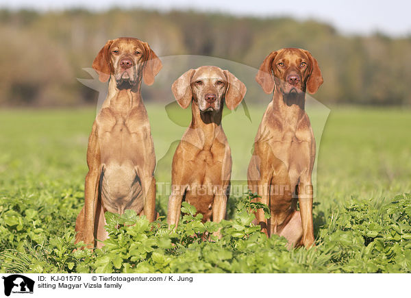 sitzende Magyar Vizsla Familie / sitting Magyar Vizsla family / KJ-01579