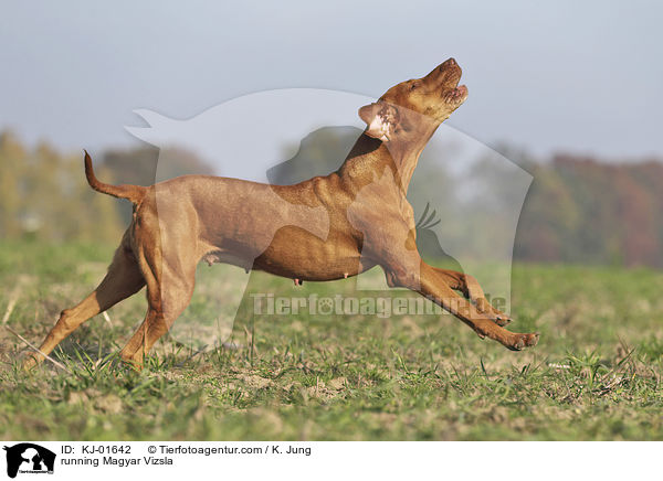 rennender Magyar Vizsla / running Magyar Vizsla / KJ-01642