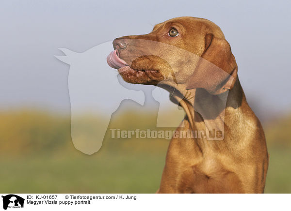 Magyar Vizsla puppy portrait / KJ-01657