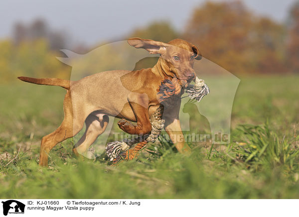 running Magyar Vizsla puppy / KJ-01660