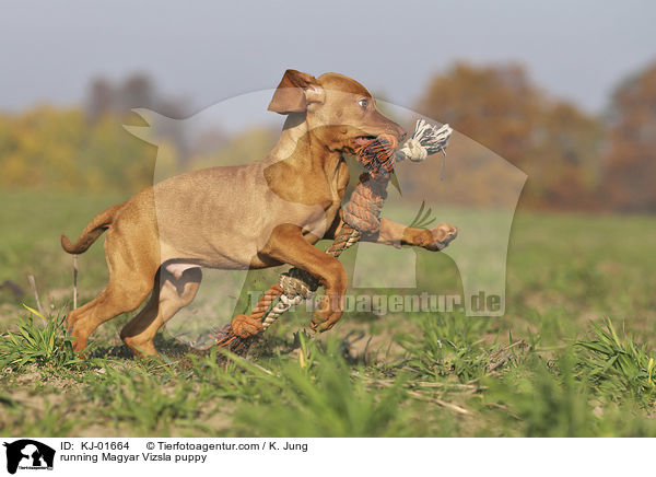 running Magyar Vizsla puppy / KJ-01664