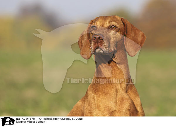 Magyar Vizsla portrait / KJ-01678