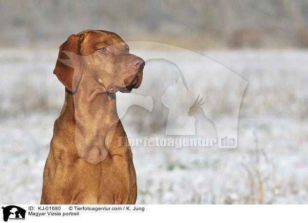Magyar Vizsla portrait / KJ-01680