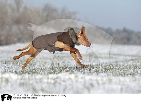 rennender Magyar Vizsla / running Magyar Vizsla / KJ-01689