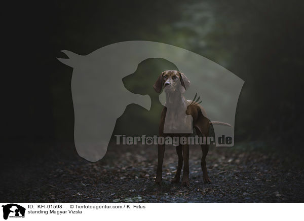 standing Magyar Vizsla / KFI-01598