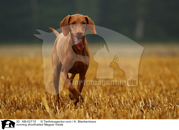 running shorthaired Magyar Vizsla / KB-02715