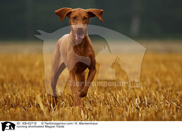 running shorthaired Magyar Vizsla / KB-02716