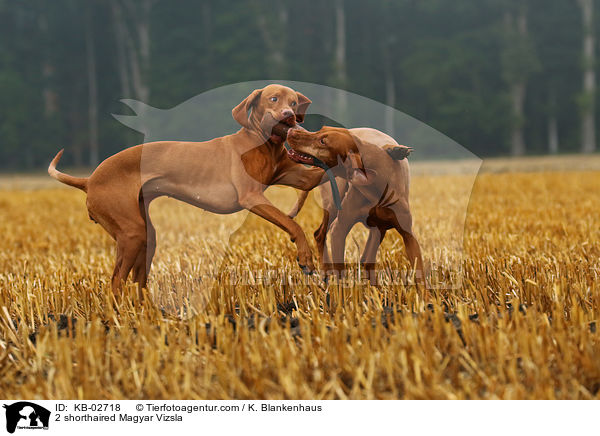 2 shorthaired Magyar Vizsla / KB-02718