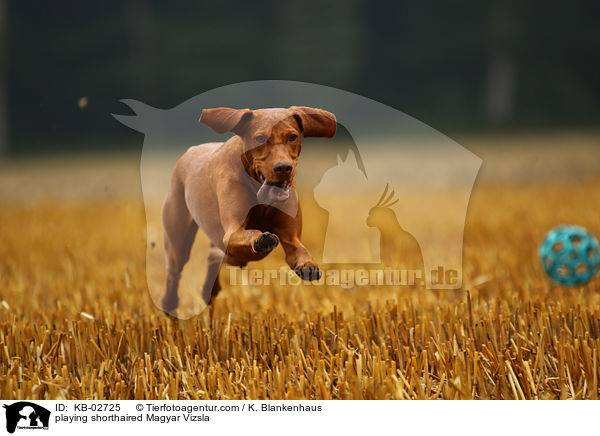 playing shorthaired Magyar Vizsla / KB-02725