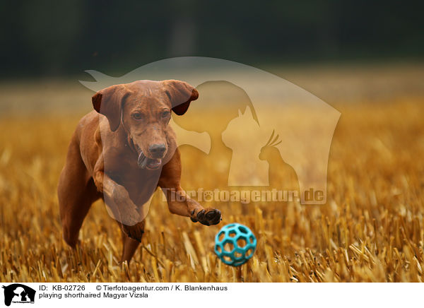 playing shorthaired Magyar Vizsla / KB-02726