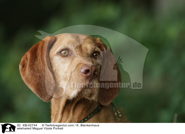 wirehaired Magyar Vizsla Portrait / KB-02744