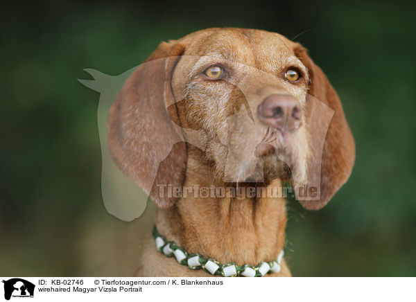 wirehaired Magyar Vizsla Portrait / KB-02746