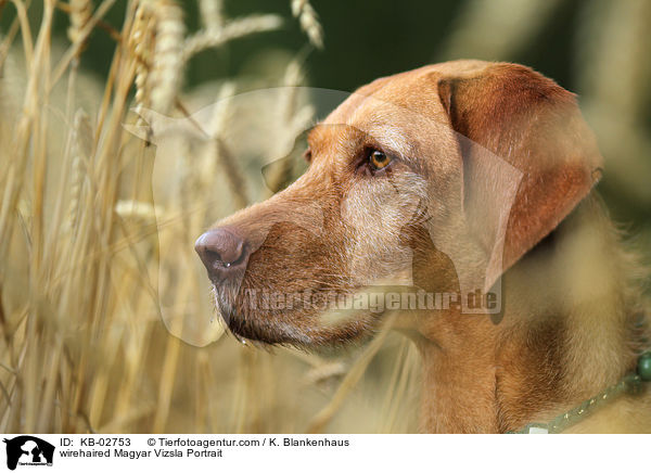 wirehaired Magyar Vizsla Portrait / KB-02753