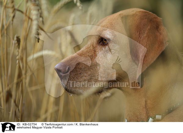 wirehaired Magyar Vizsla Portrait / KB-02754
