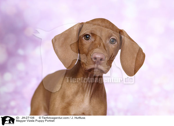Magyar Vizsla Puppy Portrait / JH-27106