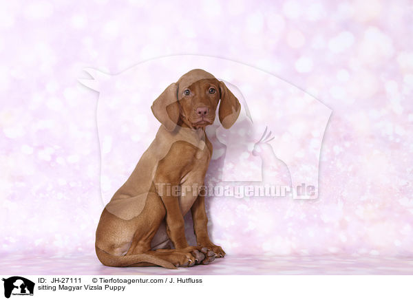 sitting Magyar Vizsla Puppy / JH-27111