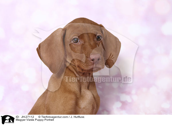 Magyar Vizsla Puppy Portrait / JH-27112