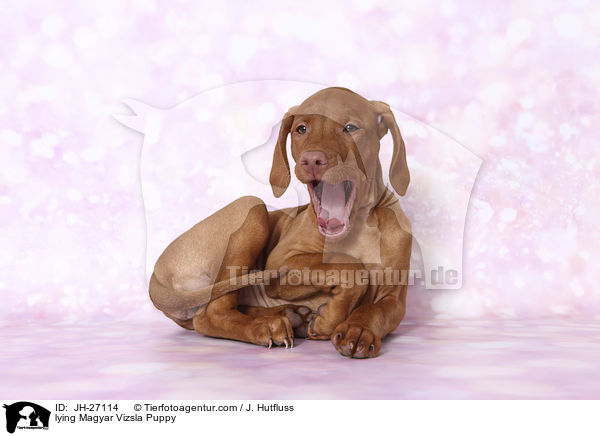 lying Magyar Vizsla Puppy / JH-27114