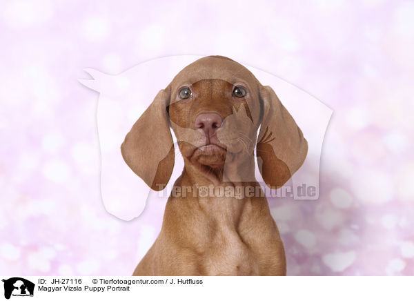 Magyar Vizsla Puppy Portrait / JH-27116