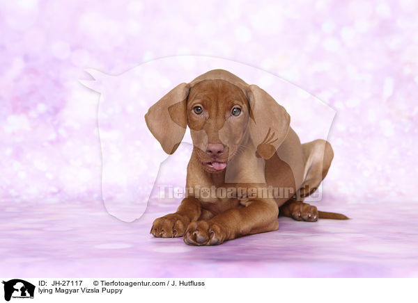 liegender Magyar Vizsla Welpe / lying Magyar Vizsla Puppy / JH-27117