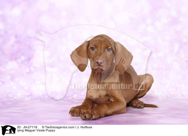 lying Magyar Vizsla Puppy / JH-27118