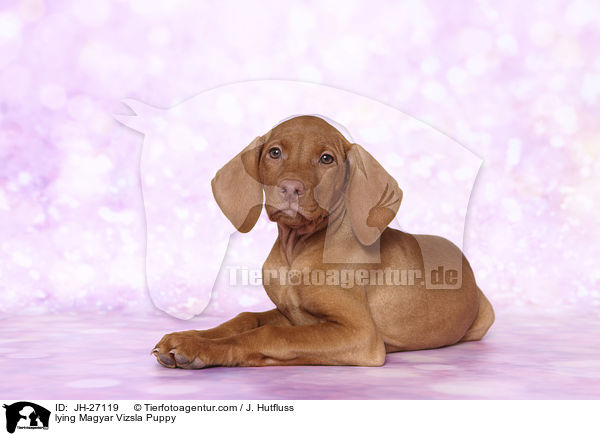 lying Magyar Vizsla Puppy / JH-27119