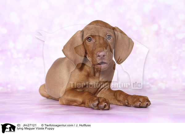 lying Magyar Vizsla Puppy / JH-27121