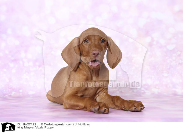 lying Magyar Vizsla Puppy / JH-27122
